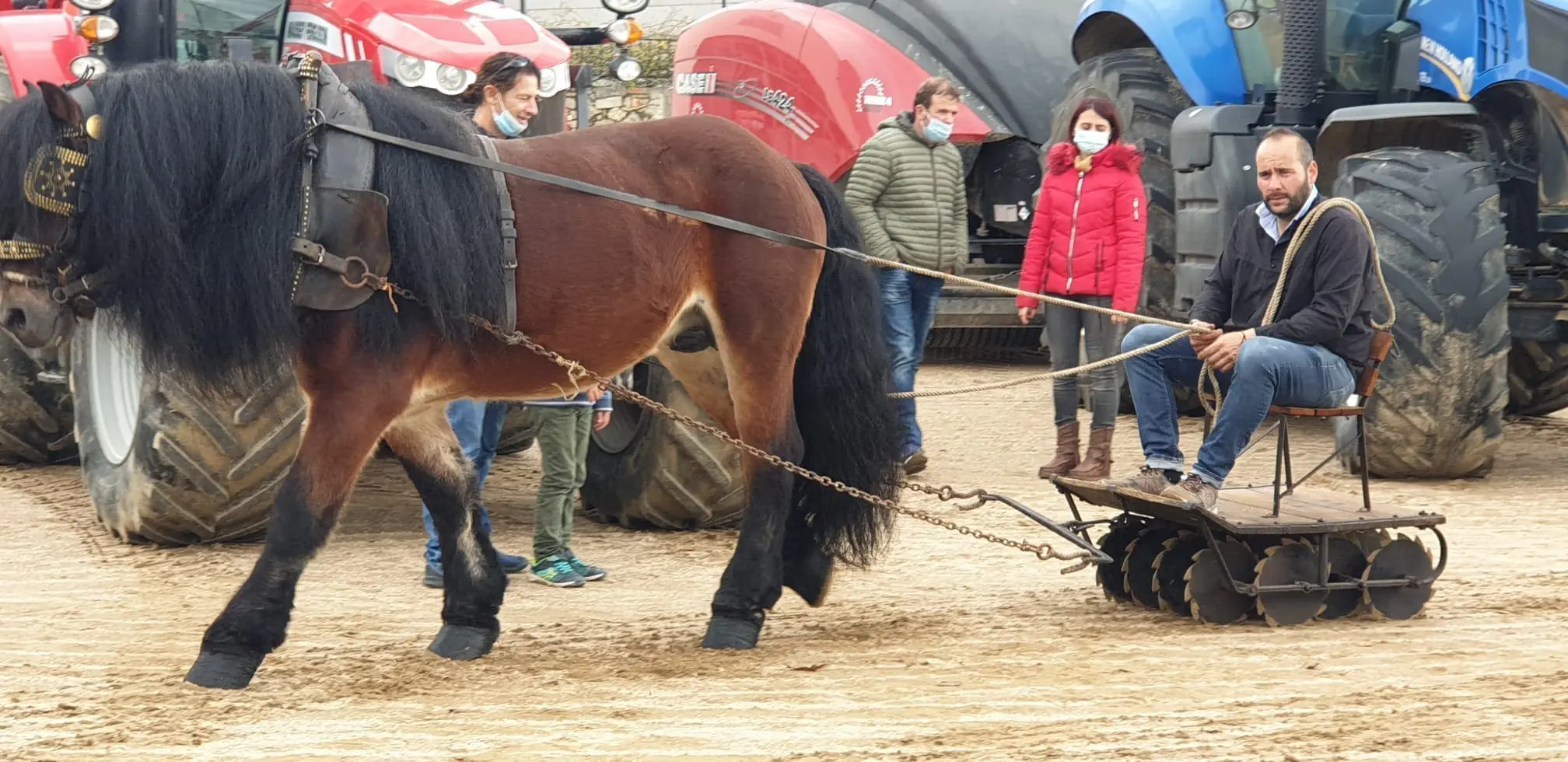 Festa dels cavalls