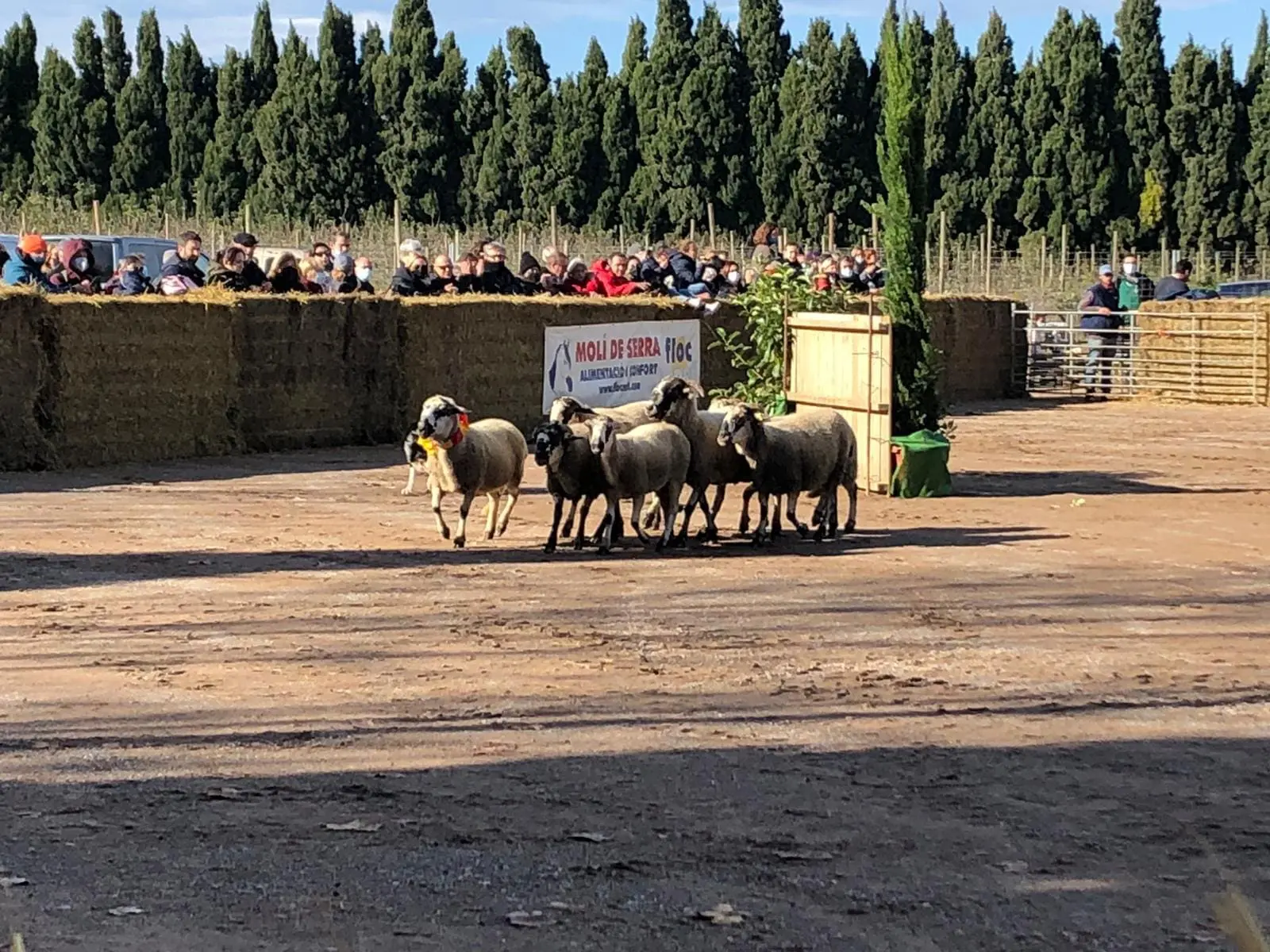 Concurs de Gossos d'Atura