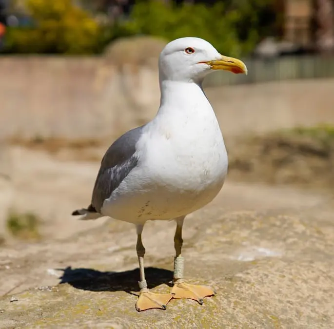 Una fauna poc diversa?