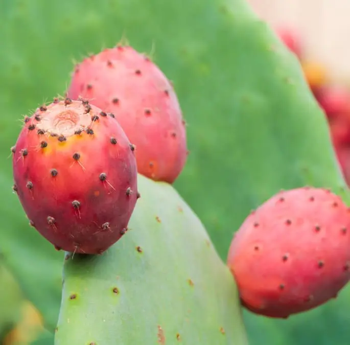 Una vegetació fortament condicionada