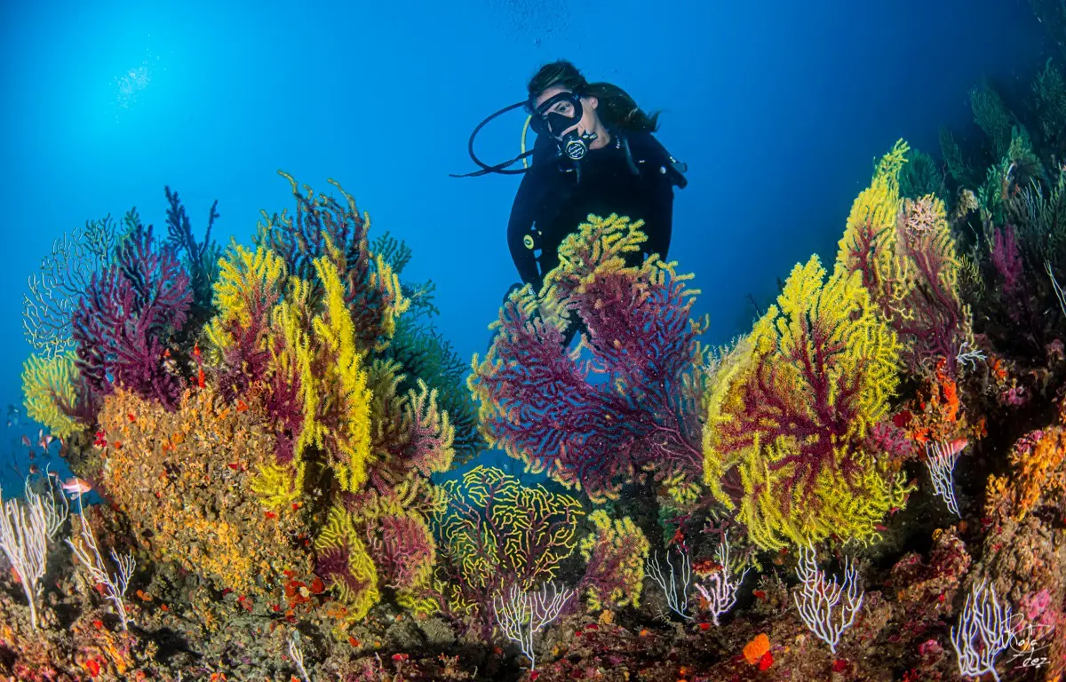 Explore the Marine Environment