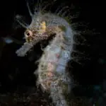 Un cavallet de mar