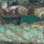 Un cavallet de mar enmig d'un dels caps que formen part de les sepieres del projecte sèpia