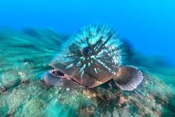 Italy and a Catalan-led Spain: Top winners of the ...