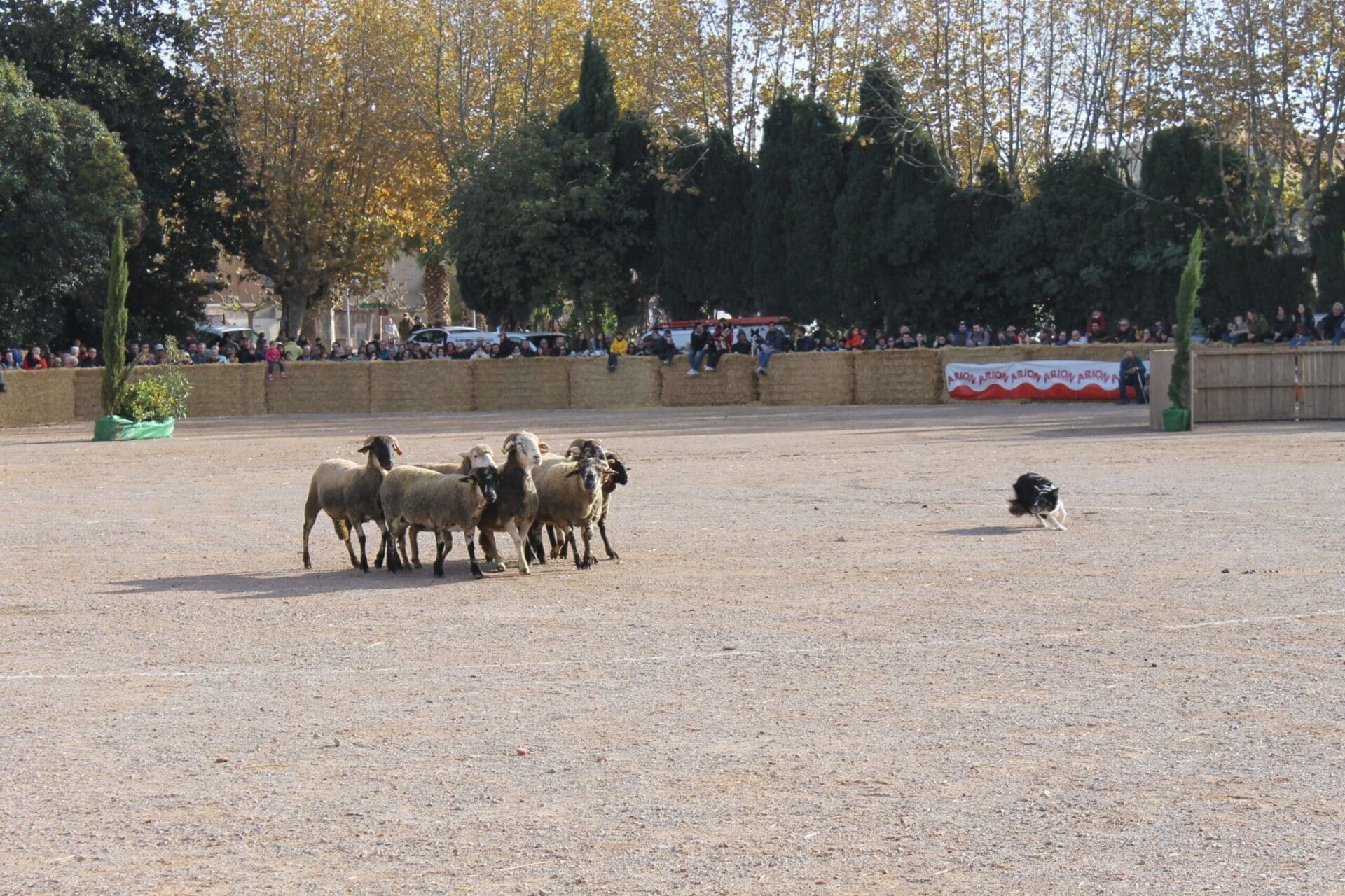 Campionat de Gossos d'Atura