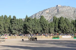 Concurs de gossos d'atura